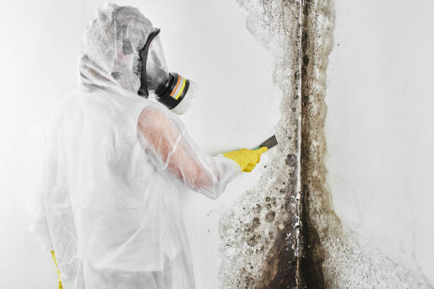 Best Mold Testing  in Wixom, MI