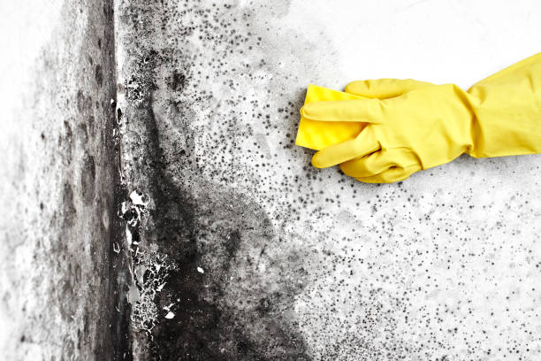 Best Same-Day Mold Removal  in Wixom, MI