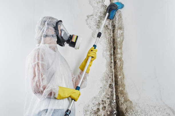 Wixom, MI Mold Removal Company