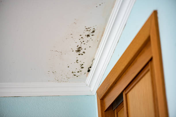 Best Emergency Mold Removal  in Wixom, MI