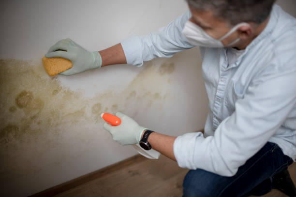 Best Professional Mold Removal  in Wixom, MI