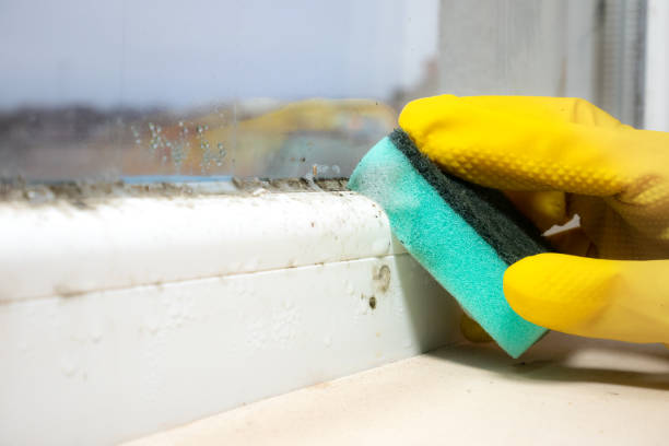 Best Professional Mold Removal  in Wixom, MI