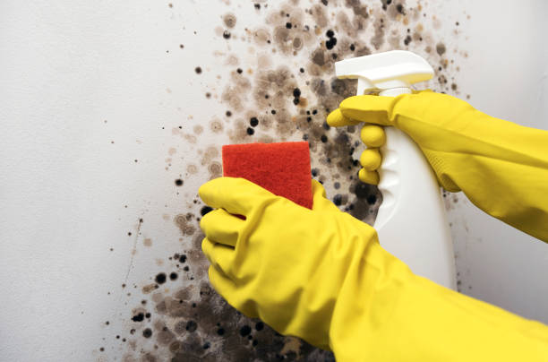 Best Certified Mold Removal  in Wixom, MI