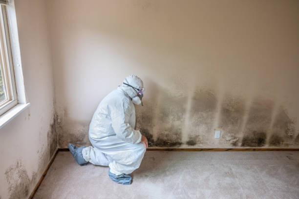 Best Mold Damage Repair  in Wixom, MI