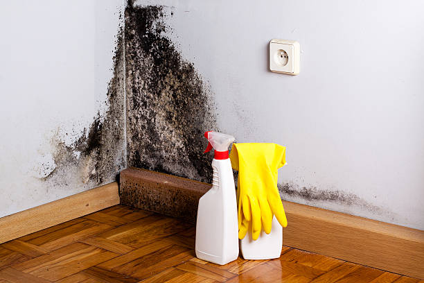 Best Same-Day Mold Removal  in Wixom, MI