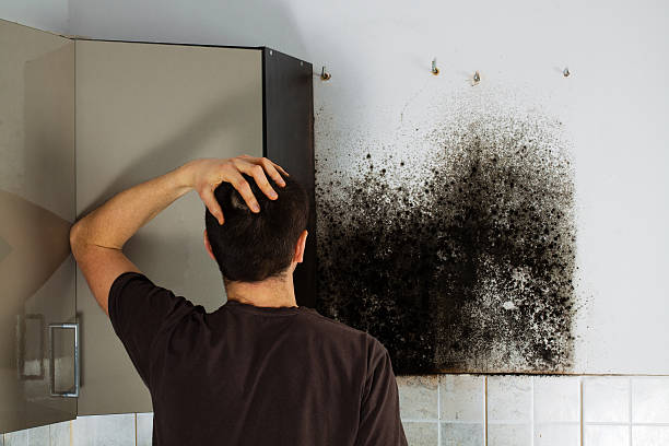 Best Black Mold Removal  in Wixom, MI